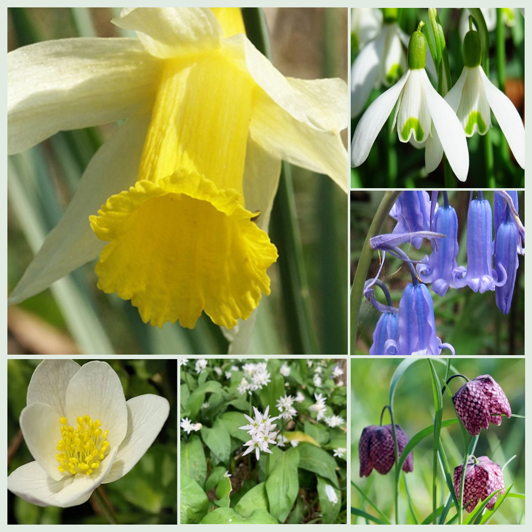 Deluxe Wildflower Bulb 'In The Green' Collection